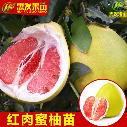 惠州红肉蜜柚苗批发，惠州红肉蜜柚苗 