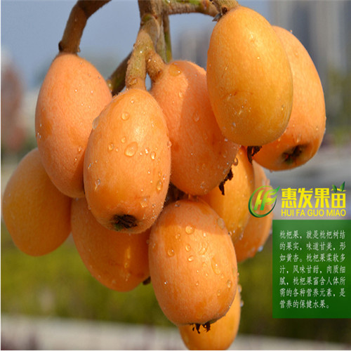 惠州大五星枇杷苗，惠州枇杷苗，惠州果树苗 