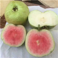 深圳红宝石无籽番石榴苗，深圳无籽番石榴苗 