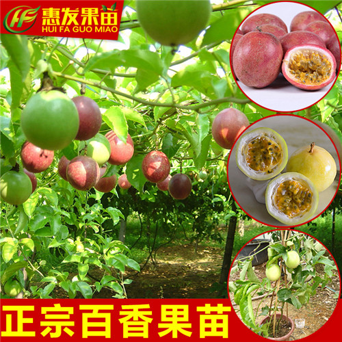 深圳台农1号百香果苗，深圳百香果苗，深圳果苗 