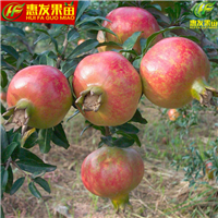 出售石榴苗；惠州石榴苗；惠州石榴苗基地 