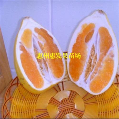 惠州黄金蜜柚苗，惠州蜜柚苗，惠州果苗 