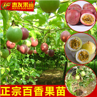 深圳台农1号百香果苗，深圳百香果苗，深圳果苗 