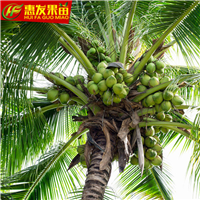 出售海南椰子苗；惠州海南椰子苗；惠州果苗 
