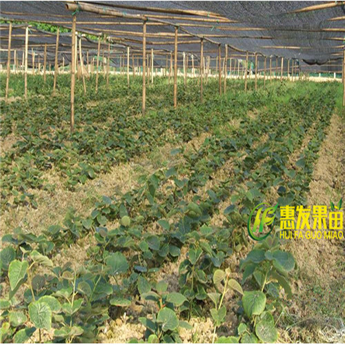 河源弥猴桃苗，惠州弥猴桃苗，广东弥猴桃苗 