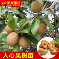 广东人心果苗，深圳人心果苗，河源人心果苗 