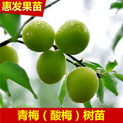 批发酸梅苗、龙岗酸梅苗、广东酸梅苗 