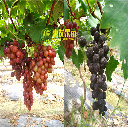 湛江葡萄苗，湛江夏黑葡萄苗 