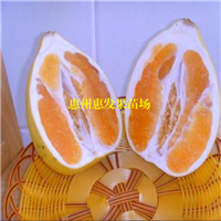 惠州黄金蜜柚苗，惠州蜜柚苗，惠州果苗 