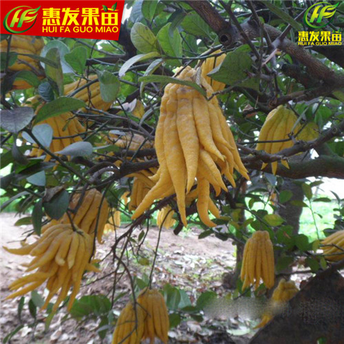 深圳佛手苗，东莞佛手苗，广东果苗 