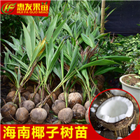 广东海南椰子苗，深圳海南椰子苗，深圳海南椰子苗基地 
