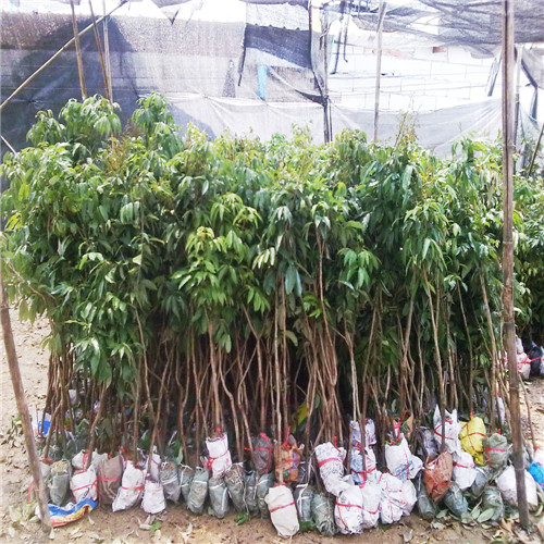 惠州妃子笑荔枝苗，惠城区妃子笑荔枝苗 