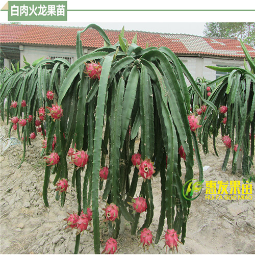广东火龙果苗价格，广东火龙果苗批发，广东果苗 