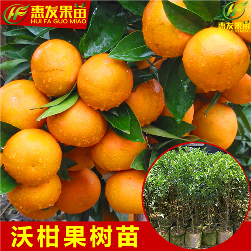 深圳沃柑苗，河源沃柑苗，广东果苗场 