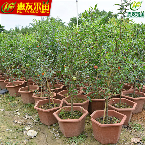 深圳石榴苗，罗湖石榴苗，宝安石榴苗价格 