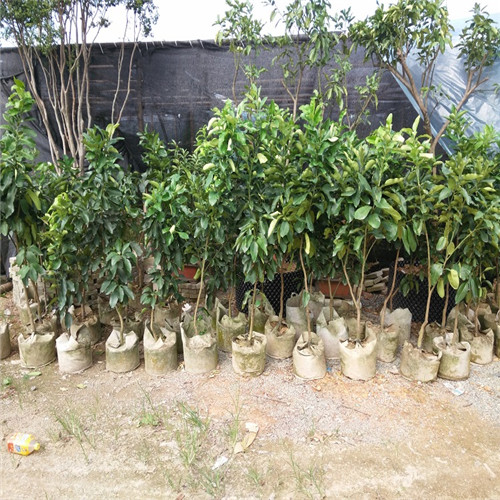 哪里有红肉蜜柚苗卖？东莞红肉蜜柚苗基地 