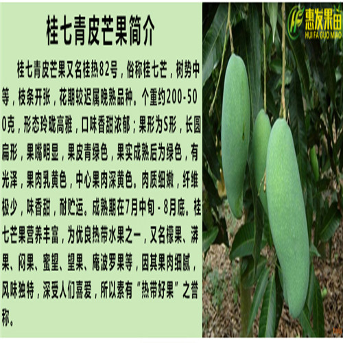 东莞四季芒果苗，东莞芒果苗，东莞果树苗 