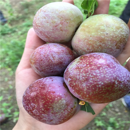 惠城区迟熟三华李苗，惠州迟熟三华李苗 