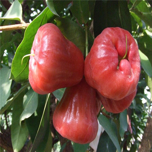 湛江果苗，湛江莲雾苗，湛江黑珍珠莲雾苗 