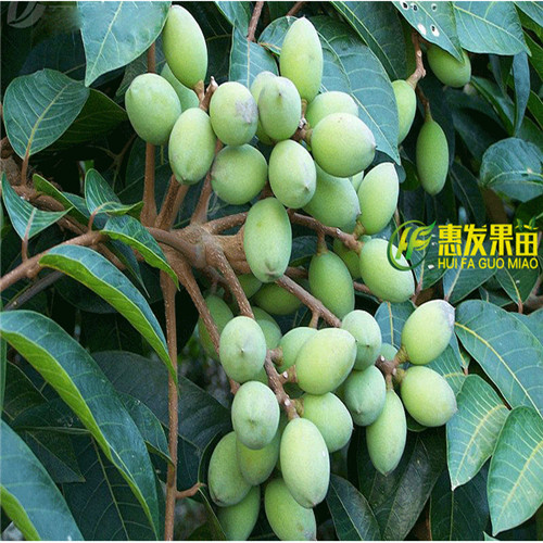 深圳青橄榄苗，广东青橄榄苗，广东橄榄苗 