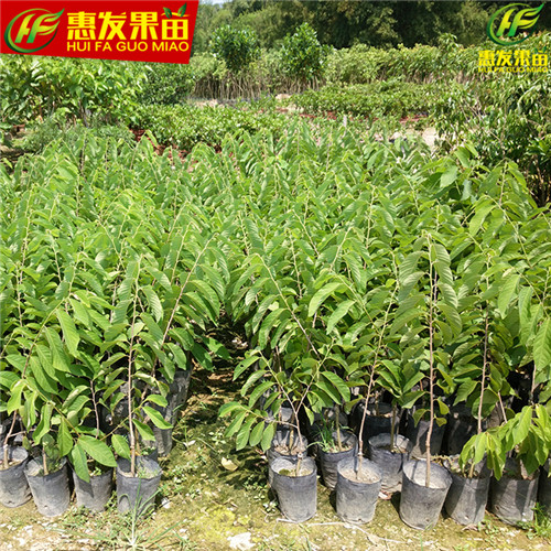 惠州凤梨释迦苗，惠州番鬼荔枝苗，惠州果苗 