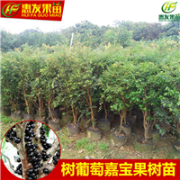 深圳树葡萄苗批发，深圳树葡萄苗，深圳果苗 