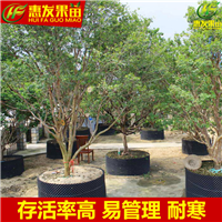 东莞树葡萄苗价格，东莞树葡萄苗，东莞果苗 