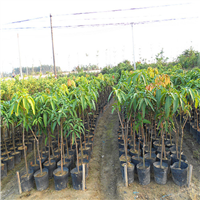 宝安芒果苗/罗湖芒果苗/深圳芒果苗批发 