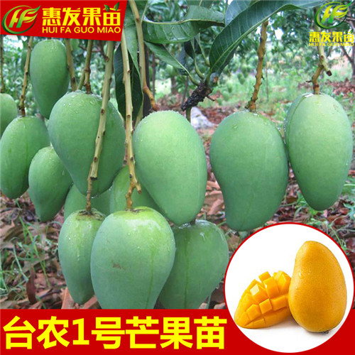 深圳台农一号芒果苗，深圳芒果苗，深圳果苗 