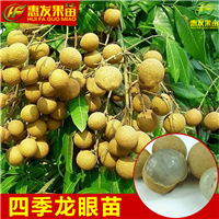惠州四季龙眼苗，惠州龙眼苗，惠州果树苗 