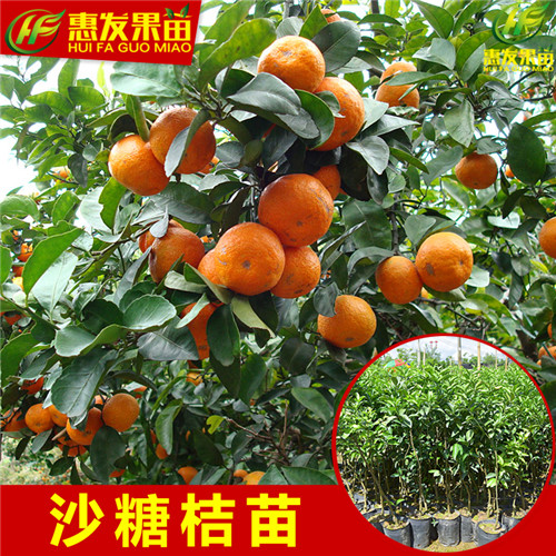 东莞沙糖桔苗价格，东莞沙糖桔苗，东莞果苗 