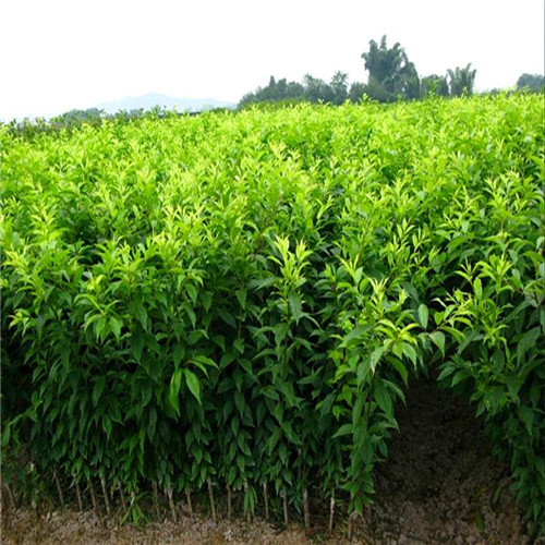 广东三华李苗基地；广东三华李苗供应 