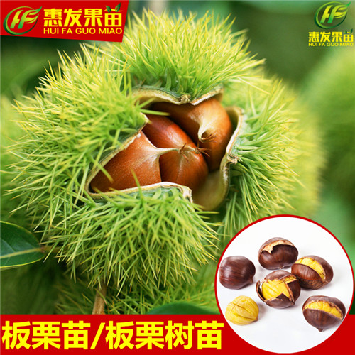 惠州板粟苗；东莞板粟苗；广东果苗批发 
