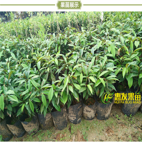湛江牛奶果苗，湛江果苗 