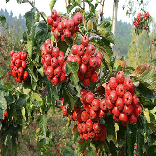 东莞山楂苗，深圳山楂苗，广东山楂苗基地 