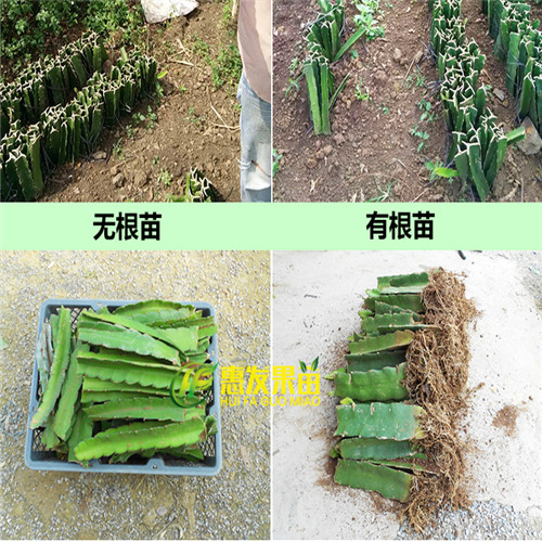 东莞火龙果苗批发，东莞火龙果苗，东莞果树苗 