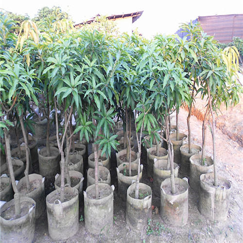 惠州象牙芒果苗，惠州芒果苗，惠州果树苗 
