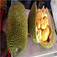惠城区榴莲菠萝蜜苗，惠州榴莲菠萝蜜苗 