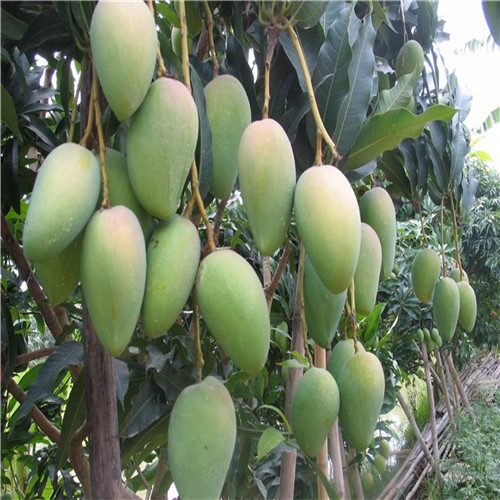 深圳凯特芒果苗，深圳芒果树苗，深圳果苗 