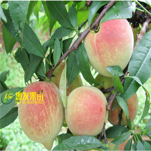河源鹰嘴桃苗，正宗鹰嘴桃苗 