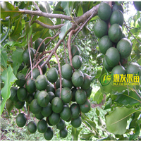广东果苗批发、深圳澳洲坚果苗基地 