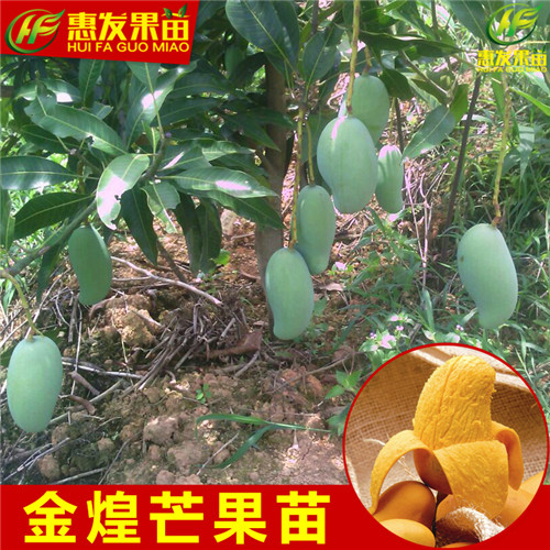 河源金煌芒果苗，河源芒果苗，河源果苗 