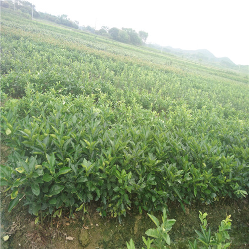 深圳三红蜜柚苗-深圳三红蜜柚苗价格-深圳果苗 