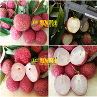 东莞无核荔枝苗，东莞荔枝苗，东莞果苗 