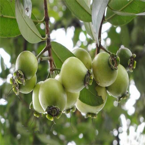 广东水蒲桃苗，惠州水蒲桃苗，惠州果苗 