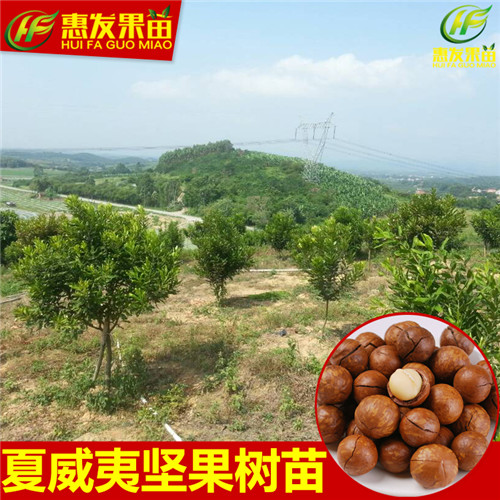 惠州澳洲坚果苗；惠州澳洲坚果苗价格 