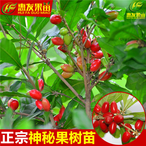 神秘果苗；哪里有神秘果苗卖？广东神秘果苗基地 