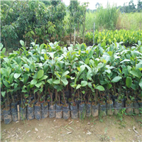 东莞榴莲菠萝蜜苗，深圳榴莲菠萝蜜苗 