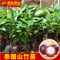 批发泰国山竹苗，广东泰国山竹苗 
