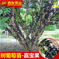 广东树葡萄苗基地，广东树葡萄苗，广东果苗 